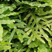 May Flowers Horticulture Installation 29